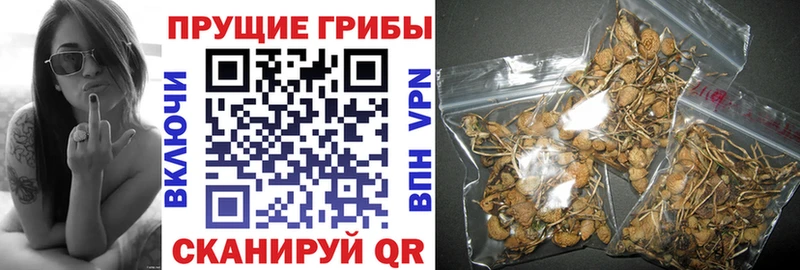 Псилоцибиновые грибы Psilocybine cubensis  Верхняя Салда 